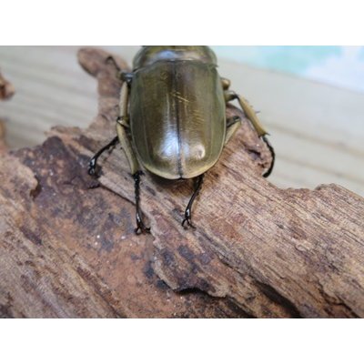 画像3: 稀少産地☆WF3☆モセリオウゴンオニクワガタ♂49ミリ♀42ミリペア＋♀42ミリ計3頭トリオ販売！！