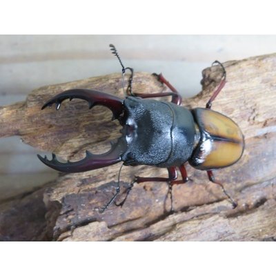画像2: ☆越冬新成虫☆ウムハンギノコギリクワガタ♂62ミリ♀31ミリペア販売！！