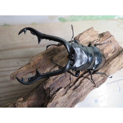 画像2: ☆稀少新成虫☆ギラファノコギリクワガタ（亜種ニルギリエンシス）♂95ミリ♀44ミリペア販売！！