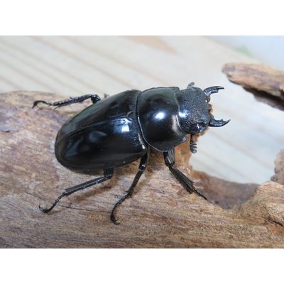 画像4: ☆稀少新成虫☆ギラファノコギリクワガタ（亜種ニルギリエンシス）♂95ミリ♀44ミリペア販売！！