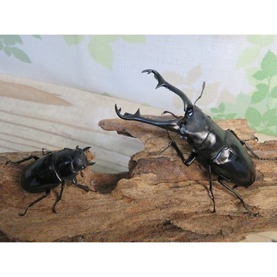 画像5: ☆稀少新成虫☆ギラファノコギリクワガタ（亜種ニルギリエンシス）♂95ミリ♀44ミリペア販売！！