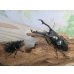 画像5: ☆稀少新成虫☆ギラファノコギリクワガタ（亜種ニルギリエンシス）♂95ミリ♀44ミリペア販売！！ (5)