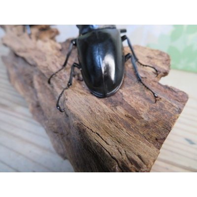 画像3: ☆稀少新成虫☆ギラファノコギリクワガタ（亜種ニルギリエンシス）♂95ミリ♀44ミリペア販売！！