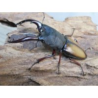 ☆越冬新成虫☆ウムハンギノコギリクワガタ♂62ミリ♀31ミリペア販売！！