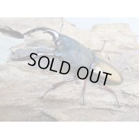 ☆越冬新成虫☆ウムハンギノコギリクワガタ♂62ミリ♀31ミリペア販売！！