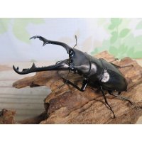 ☆稀少新成虫☆ギラファノコギリクワガタ（亜種ニルギリエンシス）♂95ミリ♀44ミリペア販売！！