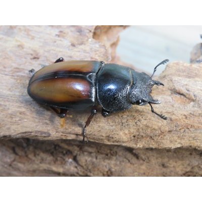 画像4: ☆越冬新成虫☆ウムハンギノコギリクワガタ♂62ミリ♀31ミリペア販売！！