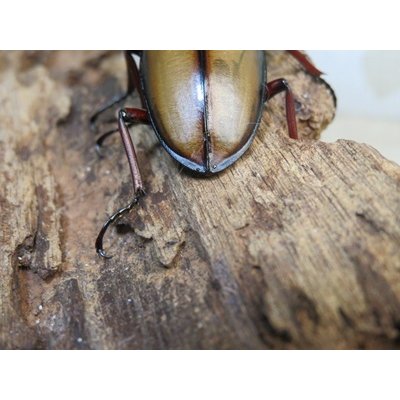 画像3: ☆越冬新成虫☆ウムハンギノコギリクワガタ♂62ミリ♀31ミリペア販売！！