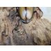 画像3: ☆越冬新成虫☆ウムハンギノコギリクワガタ♂62ミリ♀31ミリペア販売！！ (3)
