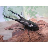 ☆稀少新成虫☆ギラファノコギリクワガタ（亜種ニルギリエンシス）♂86ミリ単品販売！！