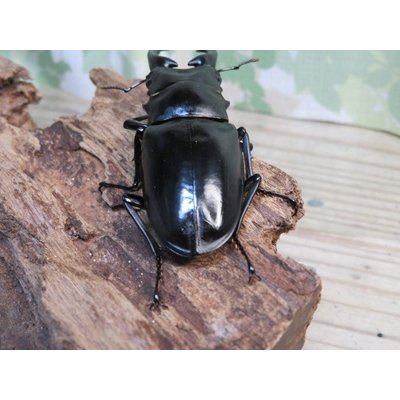 画像3: ☆稀少新成虫☆ギラファノコギリクワガタ（亜種ニルギリエンシス）♂86ミリ単品販売！！