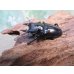 画像1: 新成虫☆F6☆デレリクトゥスコクワガタ♂40ミリ♀フリーサイズペア販売！！ (1)