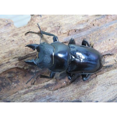 画像2: 新成虫☆F6☆デレリクトゥスコクワガタ♂40ミリ♀フリーサイズペア販売！！
