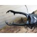 画像2: ☆稀少新成虫☆ギラファノコギリクワガタ（亜種ニルギリエンシス）♂86ミリ単品販売！！ (2)