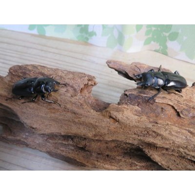 画像5: 新成虫☆F6☆デレリクトゥスコクワガタ♂40ミリ♀フリーサイズペア販売！！