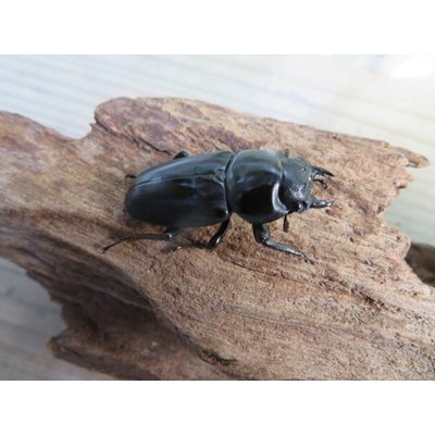 画像4: 新成虫☆F6☆デレリクトゥスコクワガタ♂40ミリ♀フリーサイズペア販売！！