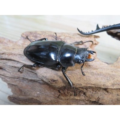 画像4: ☆大型新成虫☆ギラファノコギリクワガタ（亜種ダイスケ）♂114ミリ♀51ミリペア販売！！