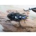 画像4: ☆大型新成虫☆ギラファノコギリクワガタ（亜種ダイスケ）♂114ミリ♀51ミリペア販売！！ (4)