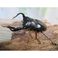 27年種親用☆D V産☆ウエストウッディ オオシカクワガタ♂-B65ミリ♀-A´45ミリ別血統サービスペア販売！！