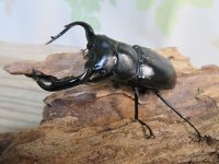 27年種親用☆D V産☆ウエストウッディ オオシカクワガタ♂-B65ミリ♀-A´45ミリ別血統サービスペア販売！！