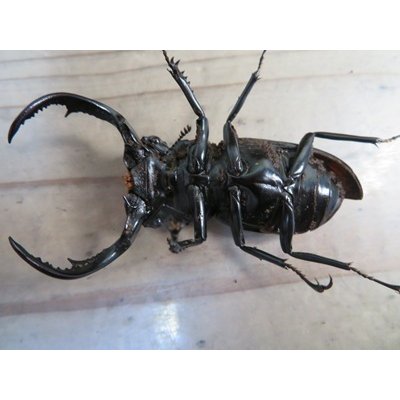 画像4: 27年種親用☆D V産☆ウエストウッディ オオシカクワガタ♂-B65ミリ♀-A´45ミリ別血統サービスペア販売！！