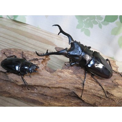 画像5: ☆大型新成虫☆ギラファノコギリクワガタ（亜種ダイスケ）♂114ミリ♀51ミリペア販売！！