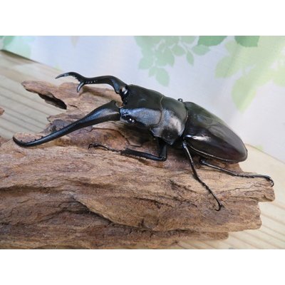 画像1: ☆大型新成虫☆ギラファノコギリクワガタ（亜種ダイスケ）♂114ミリ♀51ミリペア販売！！