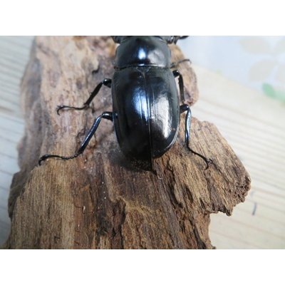 画像3: 27年種親用☆D V産☆ウエストウッディ オオシカクワガタ♂-B65ミリ♀-A´45ミリ別血統サービスペア販売！！