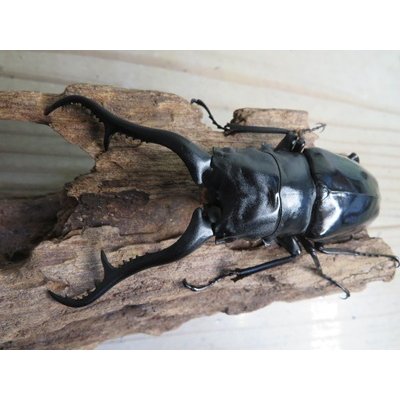 画像2: ☆大型新成虫☆ギラファノコギリクワガタ（亜種ダイスケ）♂114ミリ♀51ミリペア販売！！