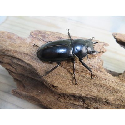 画像5: 27年種親用☆D V産☆ウエストウッディ オオシカクワガタ♂-B65ミリ♀-A´45ミリ別血統サービスペア販売！！