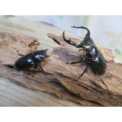 画像6: 27年種親用☆D V産☆ウエストウッディ オオシカクワガタ♂-B65ミリ♀-A´45ミリ別血統サービスペア販売！！