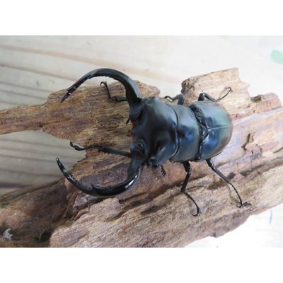 画像2: 27年種親用☆D V産☆ウエストウッディ オオシカクワガタ♂-B65ミリ♀-A´45ミリ別血統サービスペア販売！！