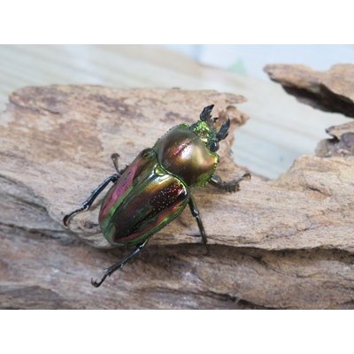 画像4: ☆ピカール血統☆ニジイロクワガタ♂♀フリーサイズペア販売！！