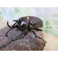 ☆新成虫☆レックスゾウカブト♂88ミリ♀64ミリペア販売！！