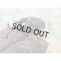 ☆新成虫☆レックスゾウカブト♂88ミリ♀64ミリペア販売！！