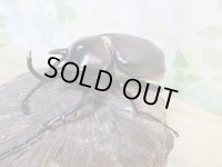 ☆新成虫☆レックスゾウカブト♂88ミリ♀64ミリペア販売！！
