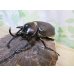 画像1: ☆新成虫☆レックスゾウカブト♂88ミリ♀64ミリペア販売！！ (1)