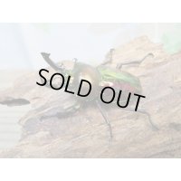 ☆ピカール血統☆ニジイロクワガタ♂♀フリーサイズペア販売！！