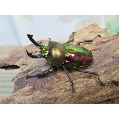 画像1: ☆ピカール血統☆ニジイロクワガタ♂♀フリーサイズペア販売！！