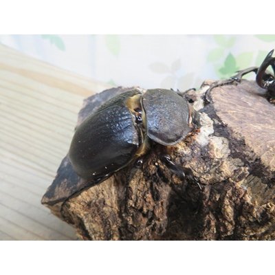 画像4: ☆新成虫☆レックスゾウカブト♂88ミリ♀64ミリペア販売！！