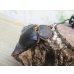 画像4: ☆新成虫☆レックスゾウカブト♂88ミリ♀64ミリペア販売！！ (4)