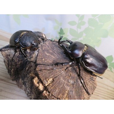 画像5: ☆新成虫☆レックスゾウカブト♂88ミリ♀64ミリペア販売！！