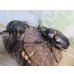 画像5: ☆新成虫☆レックスゾウカブト♂88ミリ♀64ミリペア販売！！ (5)