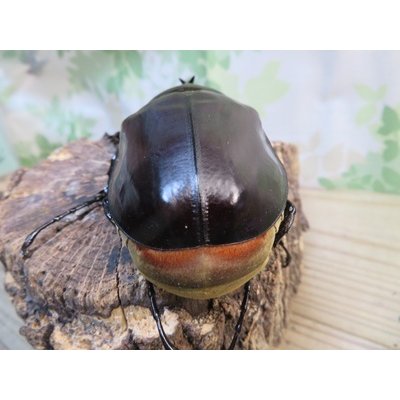 画像3: ☆新成虫☆レックスゾウカブト♂88ミリ♀64ミリペア販売！！