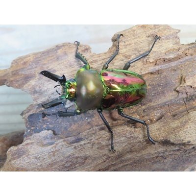 画像2: ☆ピカール血統☆ニジイロクワガタ♂♀フリーサイズペア販売！！