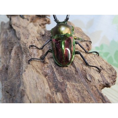 画像3: ☆ピカール血統☆ニジイロクワガタ♂♀フリーサイズペア販売！！