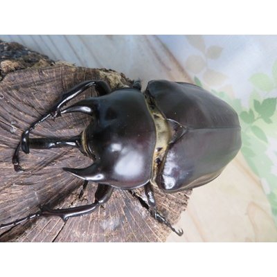 画像2: ☆新成虫☆レックスゾウカブト♂88ミリ♀64ミリペア販売！！