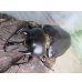 画像2: ☆新成虫☆レックスゾウカブト♂88ミリ♀64ミリペア販売！！ (2)