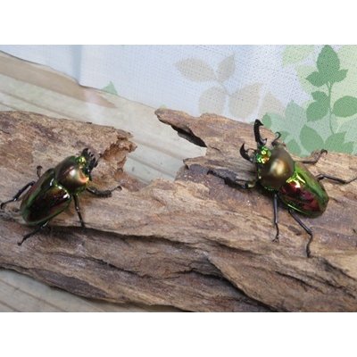 画像5: ☆ピカール血統☆ニジイロクワガタ♂♀フリーサイズペア販売！！