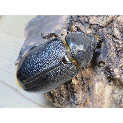 画像4: ☆新成虫☆ネプチューンオオカブト♂124ミリ♀64ミリ別血統ペア販売！！